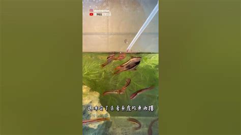 虎邊養魚